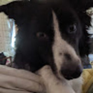 Meet your Posher, Sydney